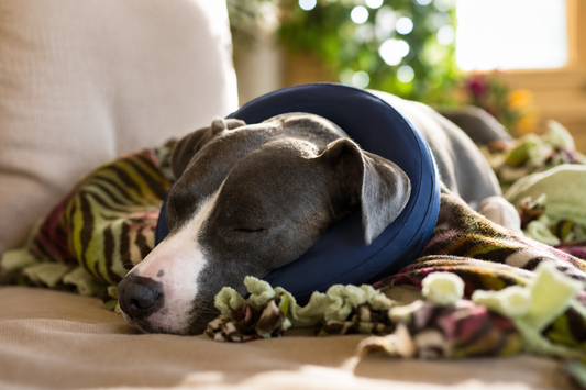 Post-Vet Recovery: What Actually Helps Your Pooch Bounce Back