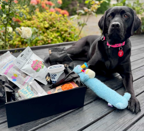 Black Labrador sitting next to a gift box filled with treats, soft toy, and bouncy ball