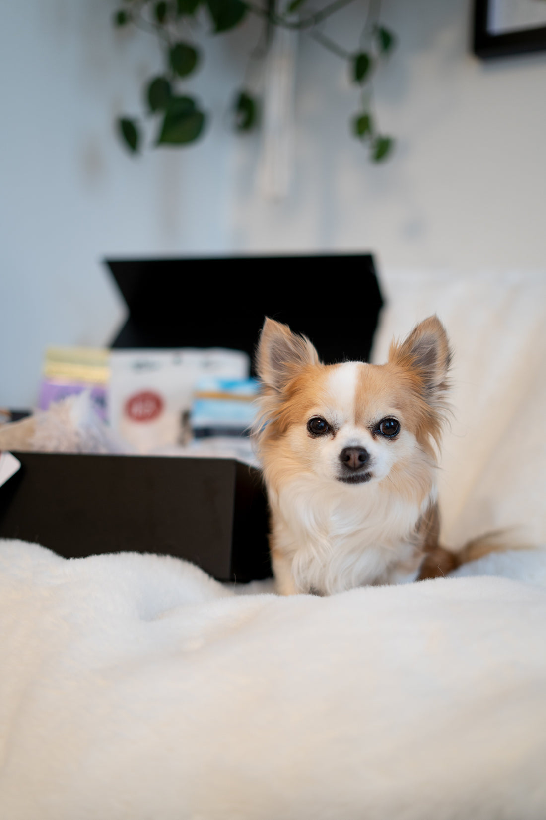 The Gentle Guide to Get Well Gifts in New Zealand