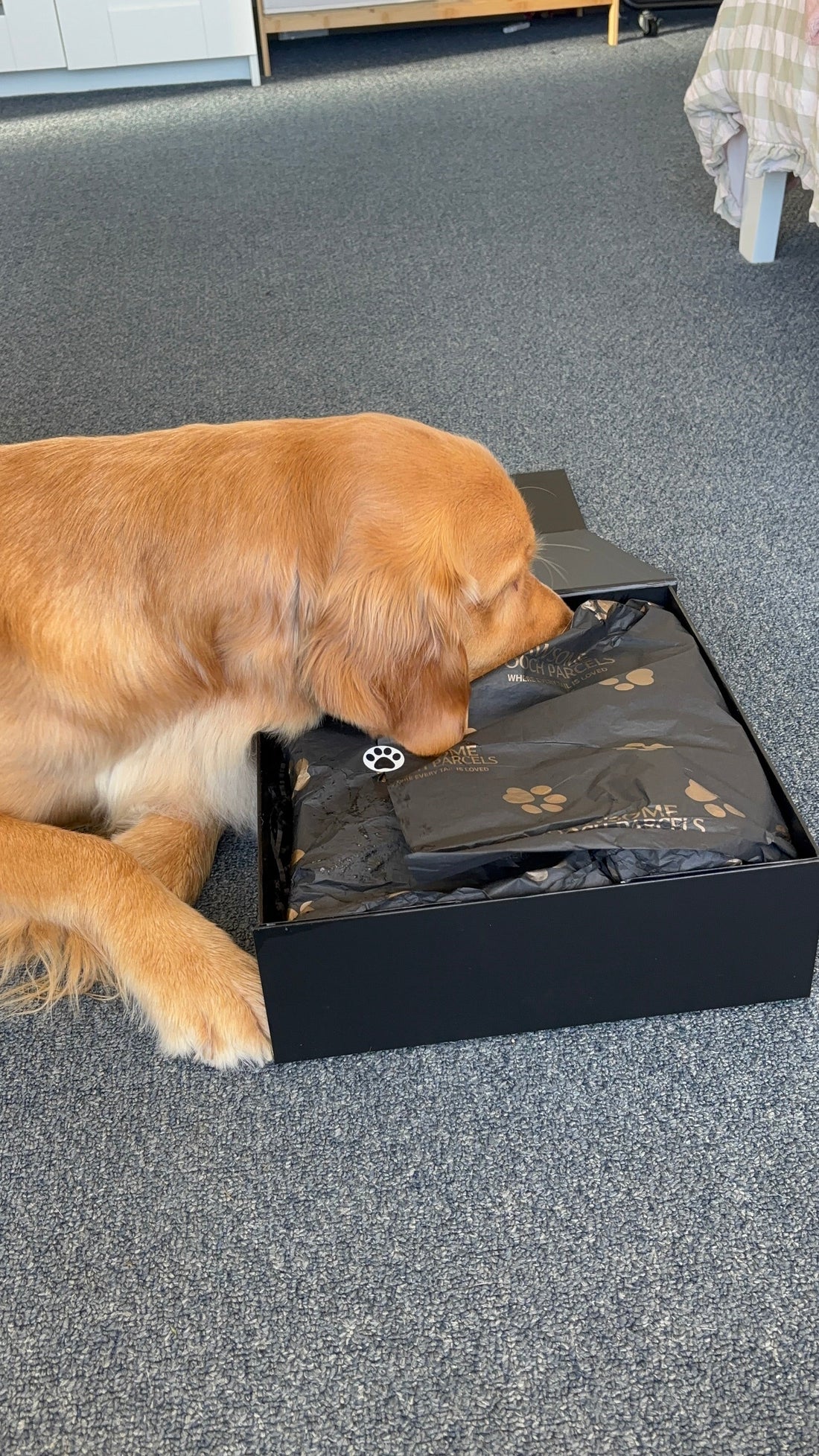 The Ultimate Dog Presents Guide