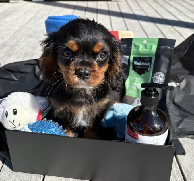 Welcome Home: The Complete Gift Guide for Every New Dog