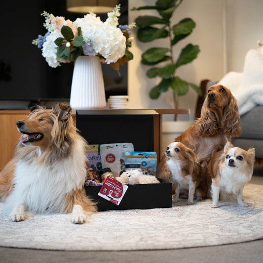 Just Because: Why Every Day Is a Good Day to Spoil Your Dog (NZ Gift Guide)