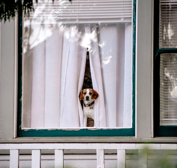 Away from Your Pooch? Here's How to Spoil Them From Anywhere in the World
