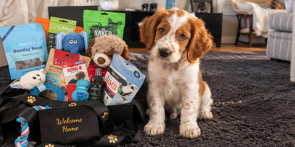 A small brown and white puppy sits on a dark gray rug in a living room, looking at the camera. To its left is a black welcome basket filled with dog toys, treats, and a blue bag labeled 'Breed Love Sunday Roast'.